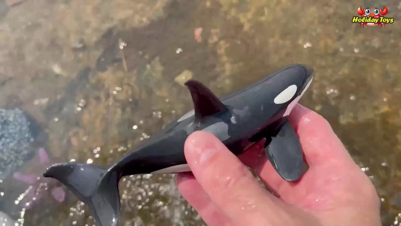 Orange Duck Looks Cute when Learning to Swim for the First Time