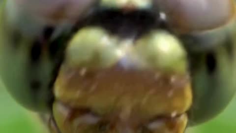 Dragonfly Vision: A Billion Tiny Windows to the World