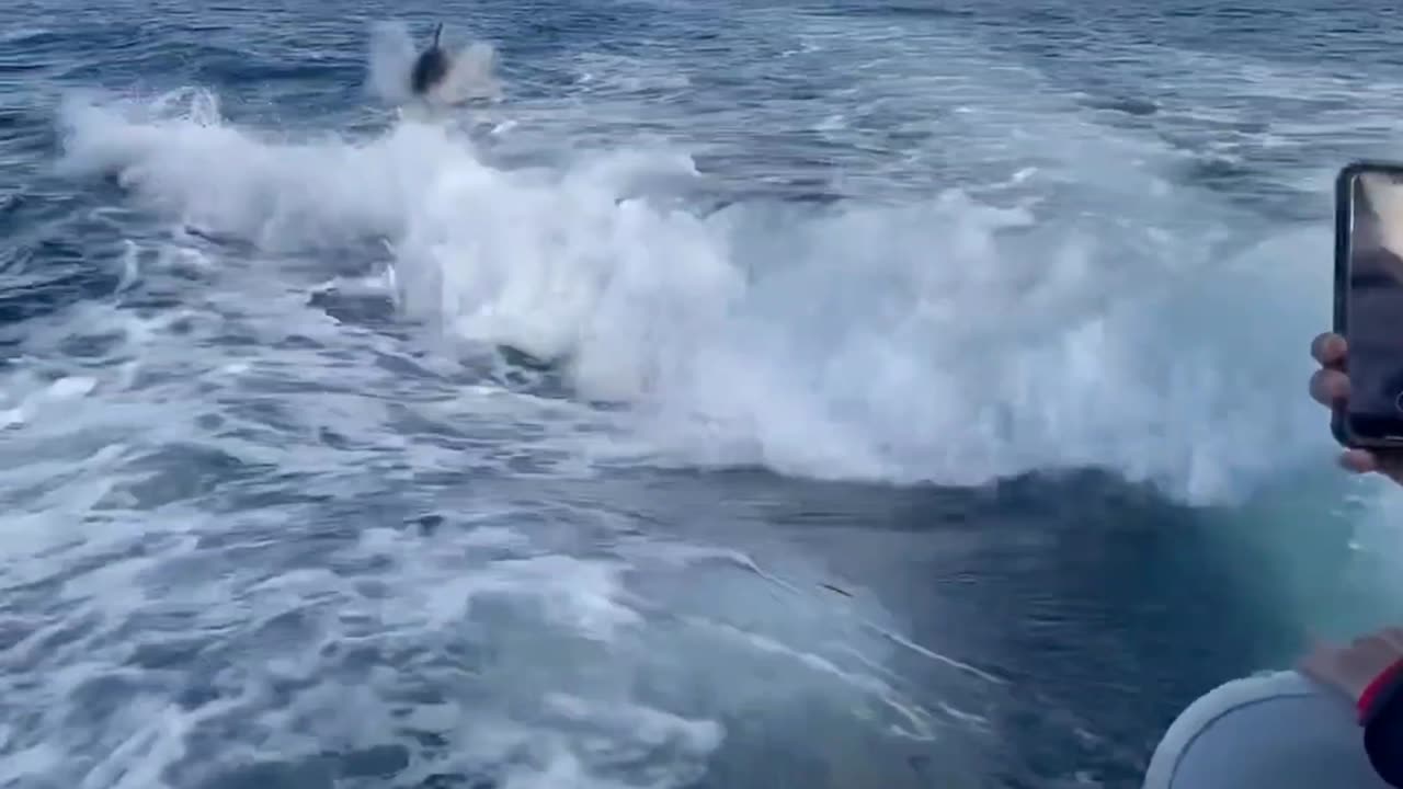 Orca surprising the crew