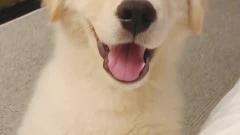 This Dog Doesn't Speak... But He Says Everything With His Eyes 🐾❤️"