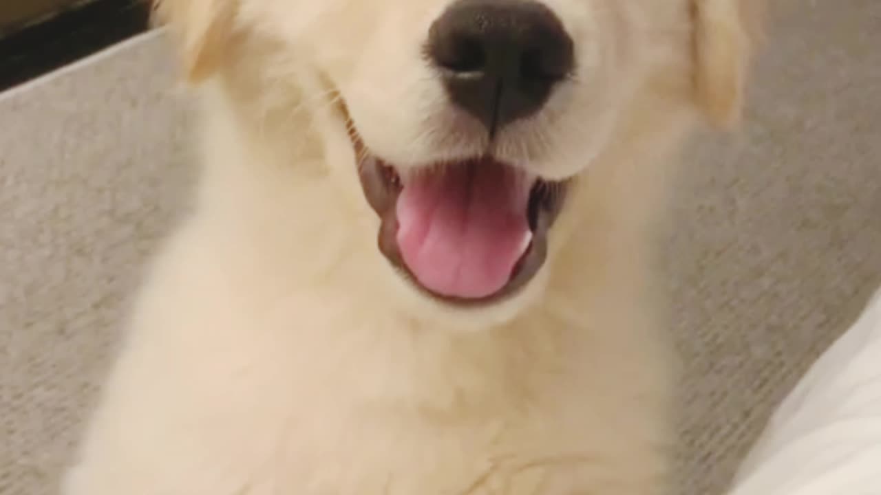 This Dog Doesn't Speak... But He Says Everything With His Eyes 🐾❤️"