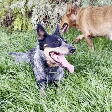 taking a break in the cool grass 3290809284