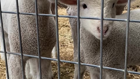 Baby lambs and goats at feeding time plus talking homeschooling and AB84