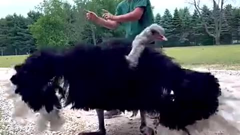 cute ostrich