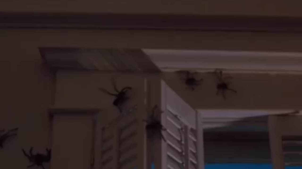 Arachnophobia Test ⚠️🕷️