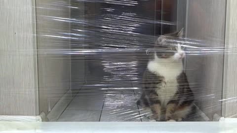 Cats Take On Invisible Forcefield