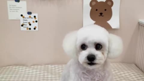 Singing dog (Dreamface AI)