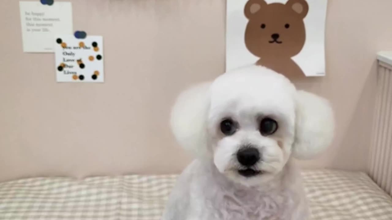 Singing dog (Dreamface AI)