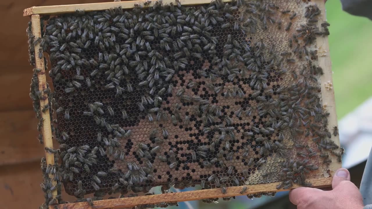 What If Trade Wars Were Like Beekeeping? [Latest on The Insight Lens: 2025-04-18]
