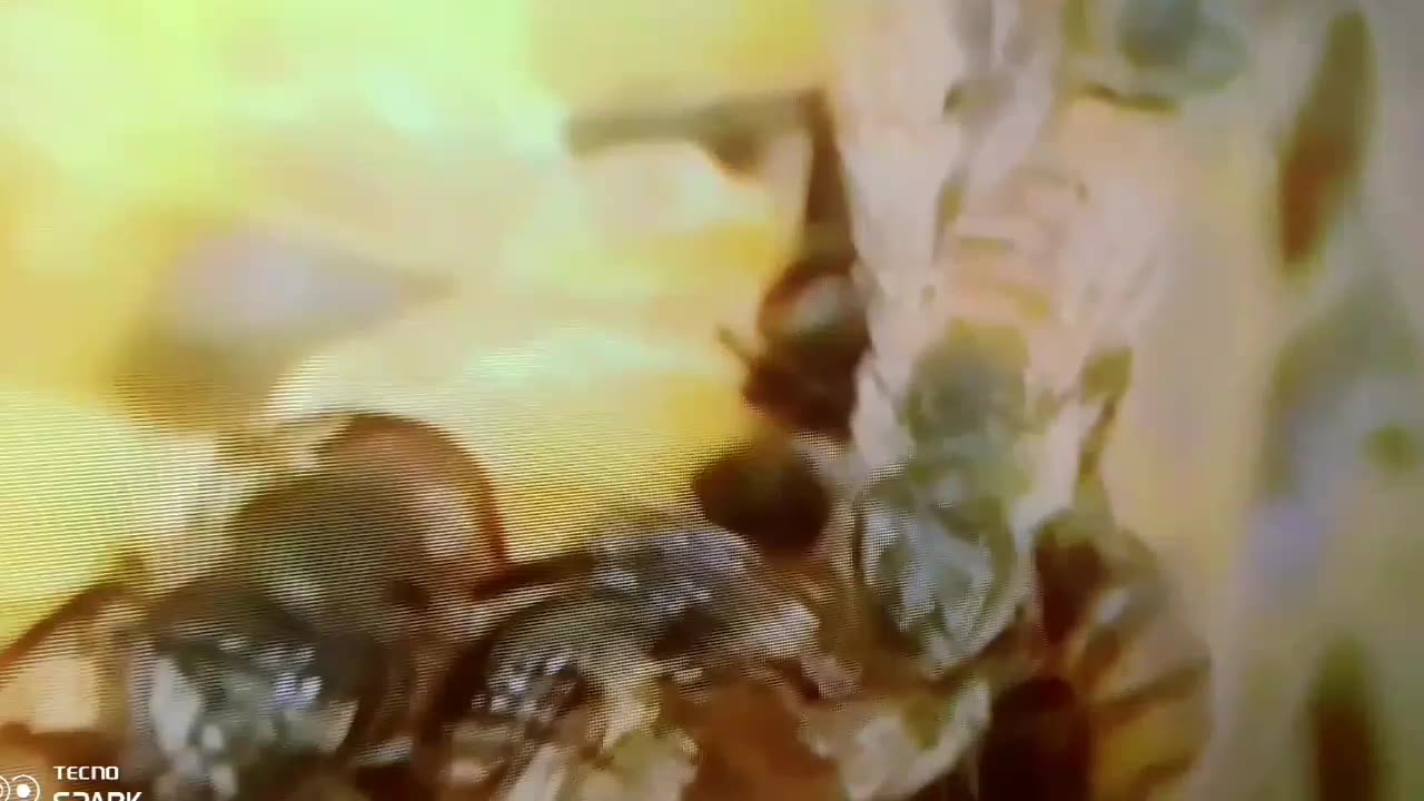 Ultimate Wildlife Showdown in Tanzania!