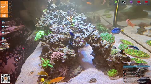 24/7 Real Live Reef Stream