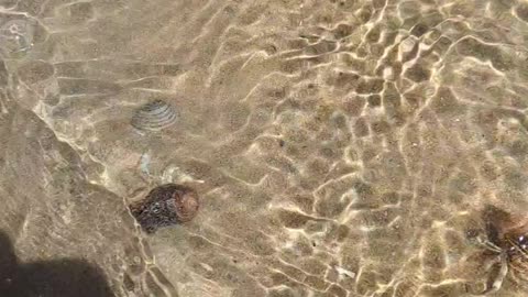 Bye,bye crab