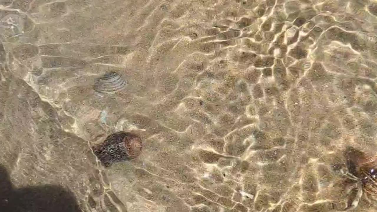 Bye,bye crab