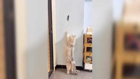 Animals cute,cat funny videos