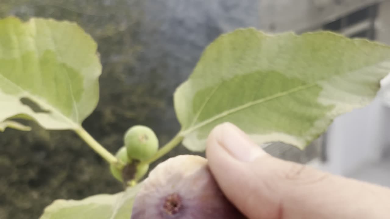 Harvesting fig from terrace garden again