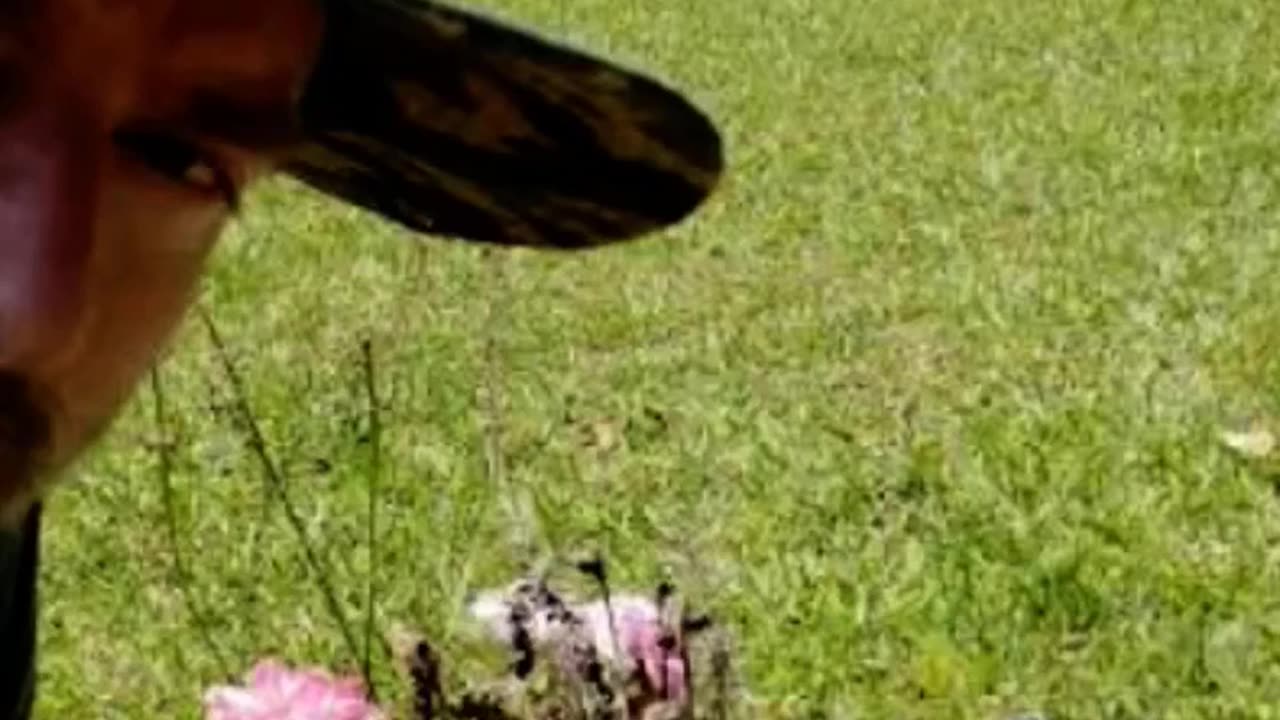 FAMOUS GRAVES - VOL. 483: BILL HICKS