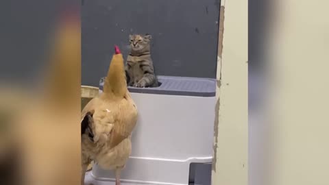 Funniest Cats and Dogs Clip 2025. 😃😃Try Not To laugh 😃