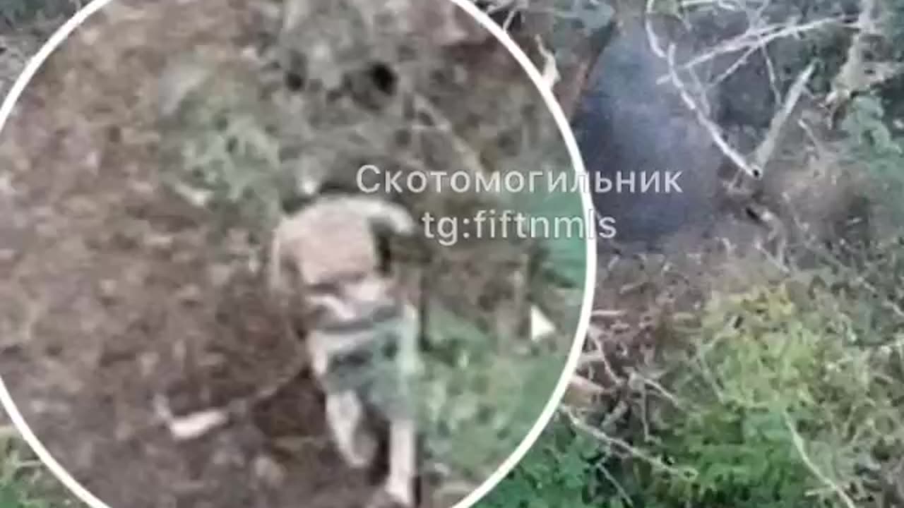 Lucky pig gets away with a dent in the pot