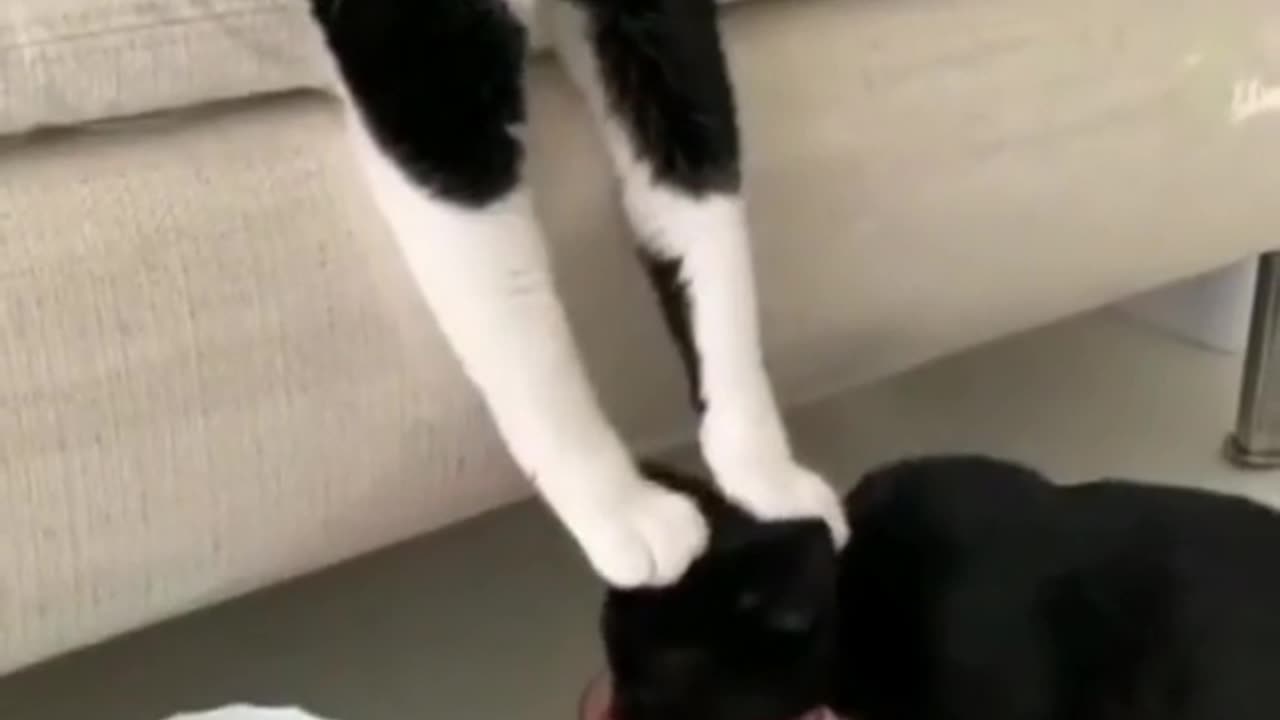 Crazy Cats