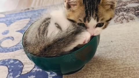 Adorable Baby Cat Chasing Its Tail 😻 | Must Watch