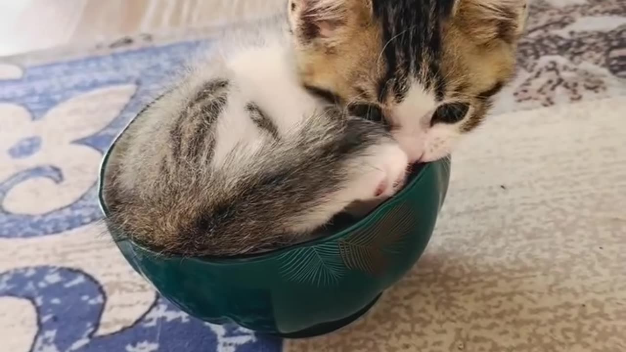 Adorable Baby Cat Chasing Its Tail 😻 | Must Watch