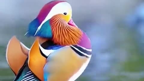 🦆😮 This Mandarin Duck Is A Rare Beauty! | FeedMyCuriosity