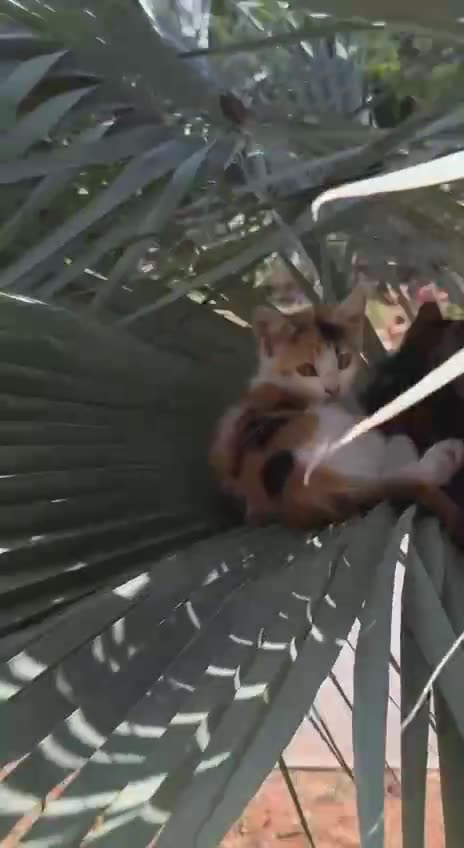 Hiding in the shade 😊