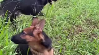 🐾🤍 Dogs Are Pure LOVE 💕 We Need Them in Our Lives 🐕