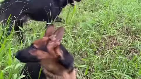 🐾🤍 Dogs Are Pure LOVE 💕 We Need Them in Our Lives 🐕