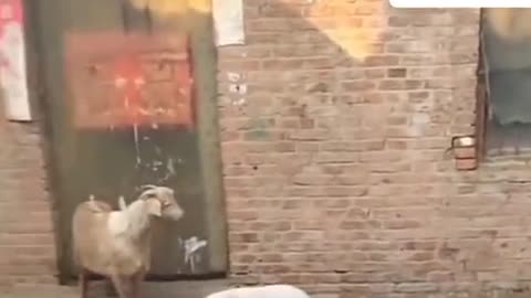 Viral
