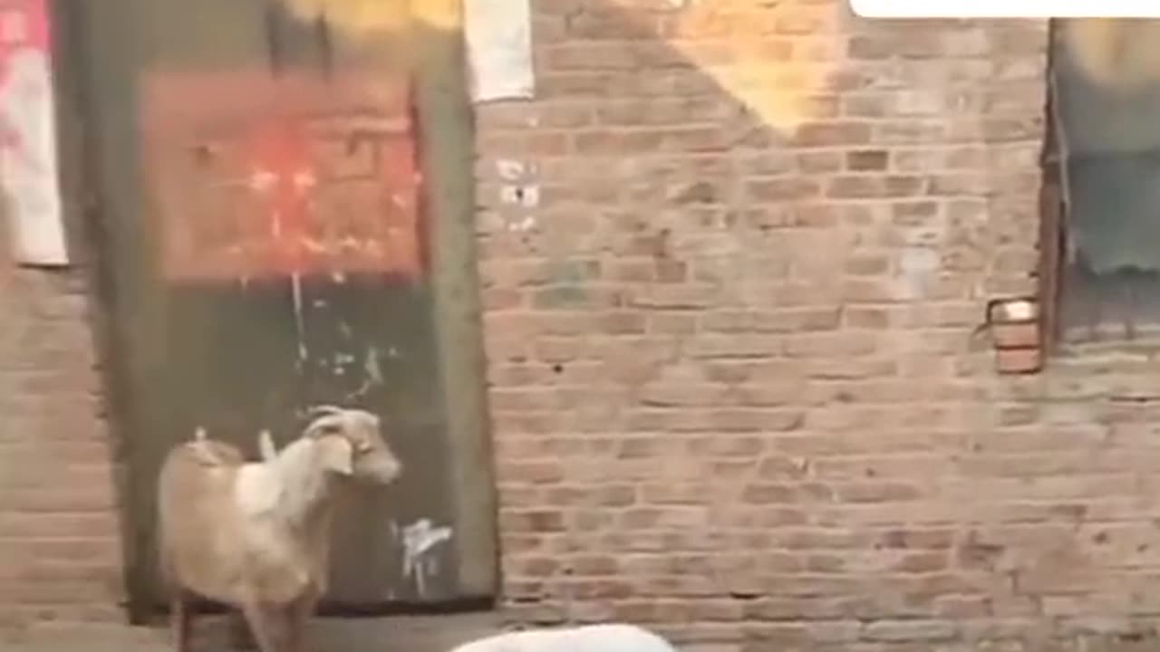Viral