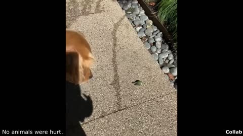 Best Dog Videos