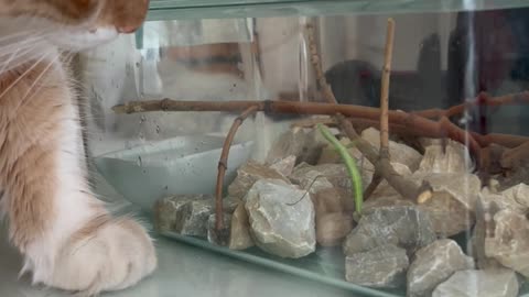 Mantis and the cat