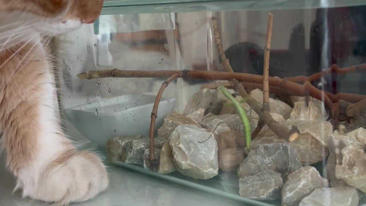 Mantis and the cat