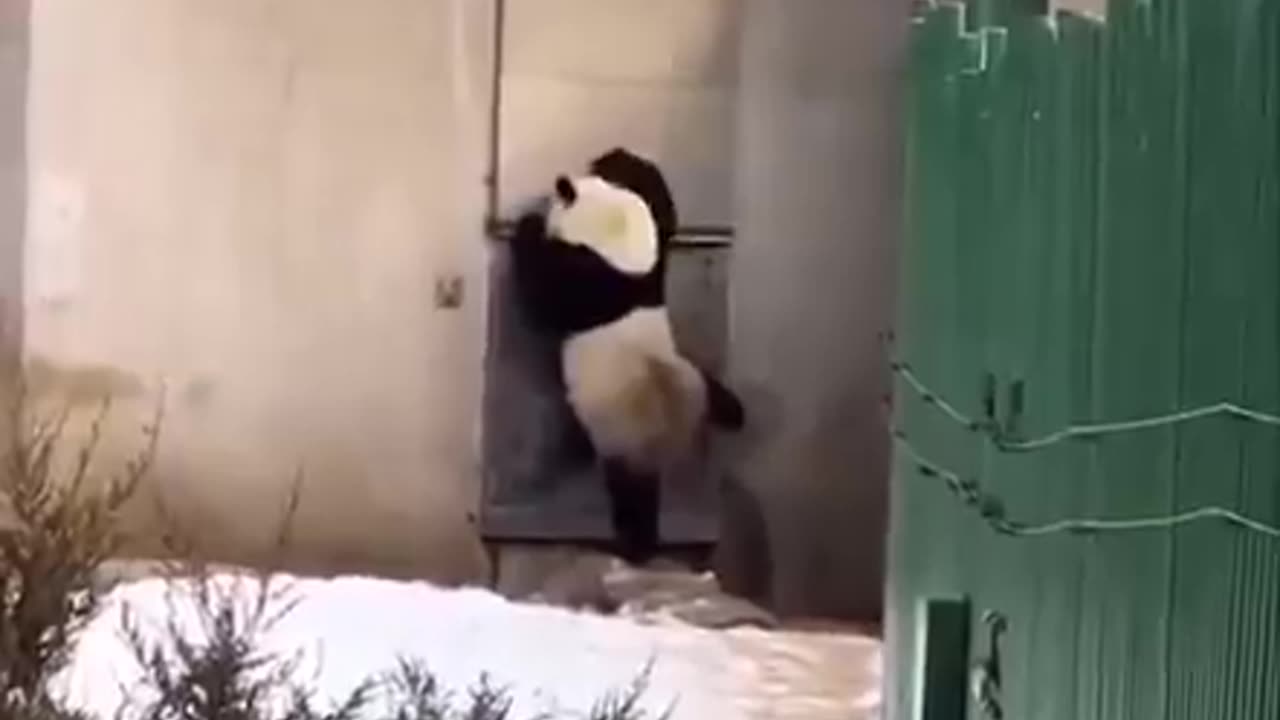 When you really have to go..🐼🤣