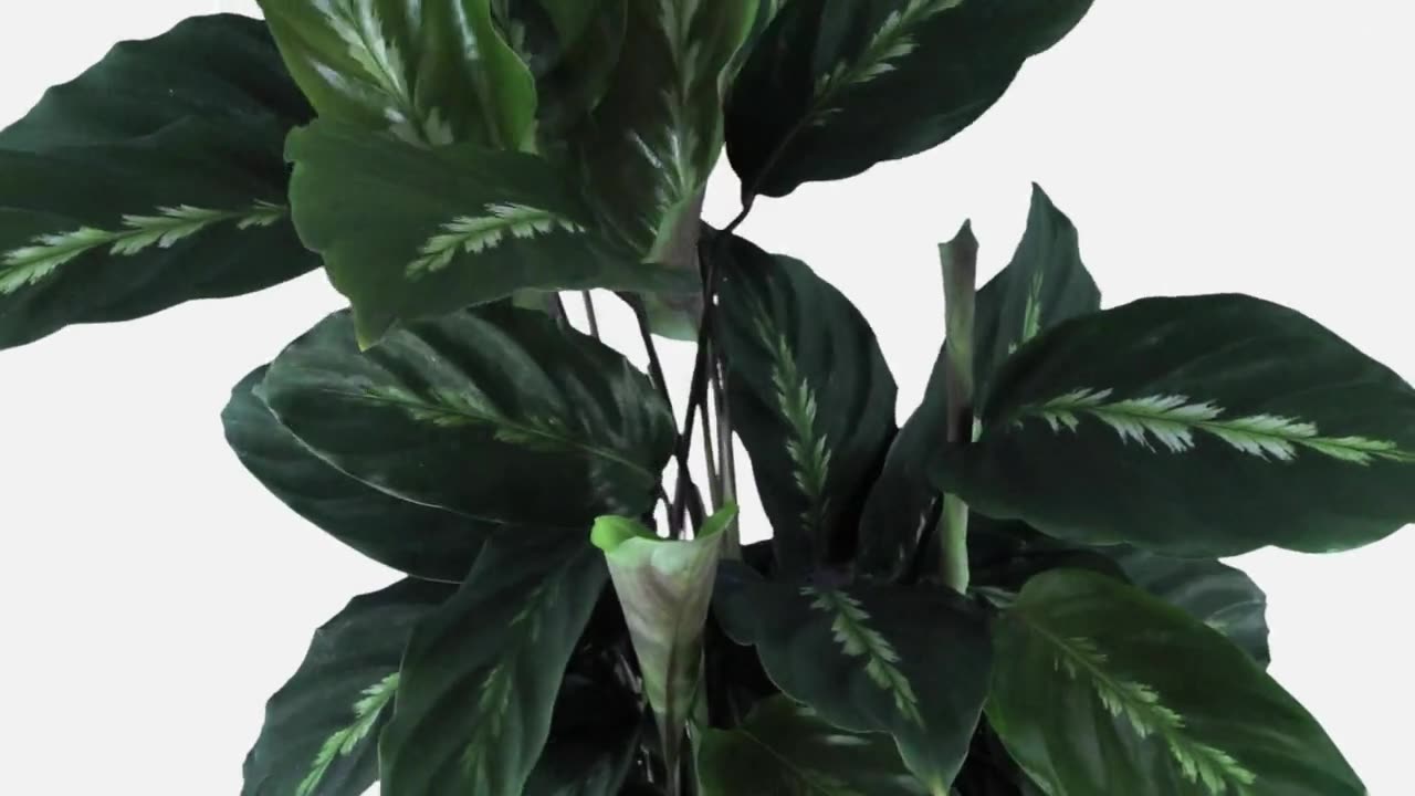 Monstera Plant Benefits