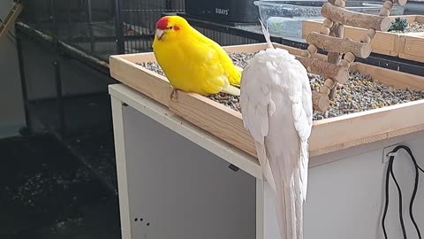 Chocobo & Coco - chilling!