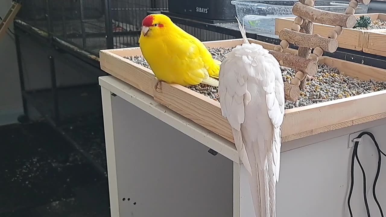 Chocobo & Coco - chilling!