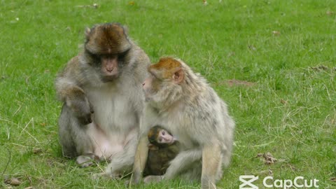 Monkeys Gone Wild!