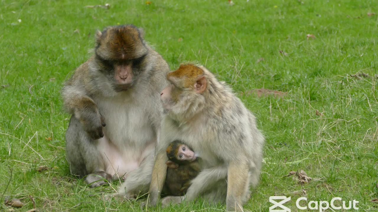 Monkeys Gone Wild!