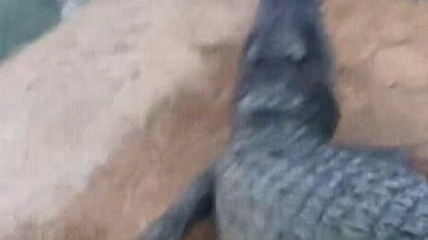 Quick ways to drive crocodiles into the water