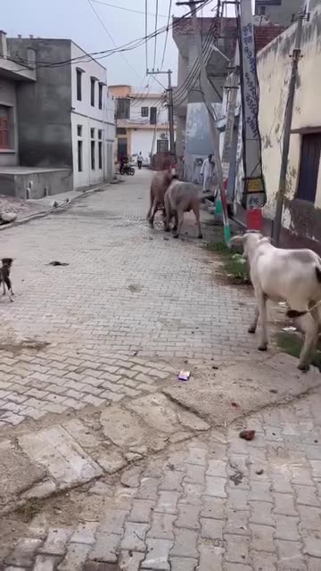 Bull 🐂 Vs 🐂 bull🌺