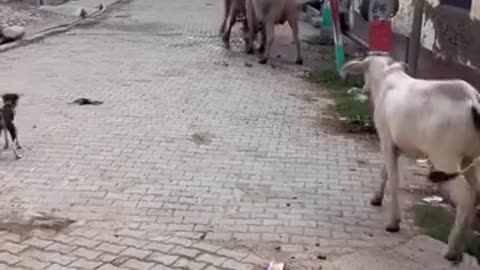 Bull 🐂 Vs 🐂 bull🌺
