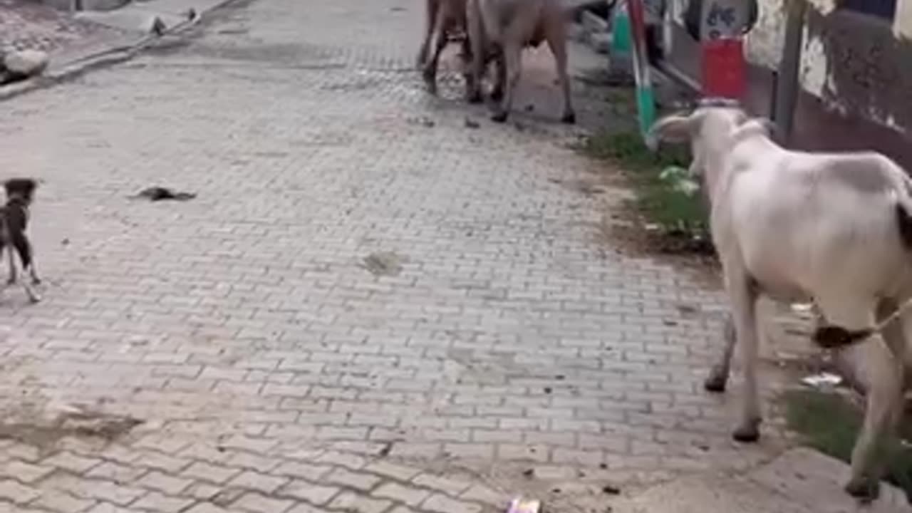 Bull 🐂 Vs 🐂 bull🌺