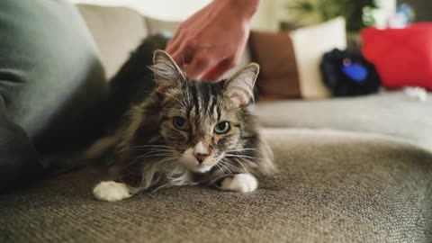 the onar care har cat
