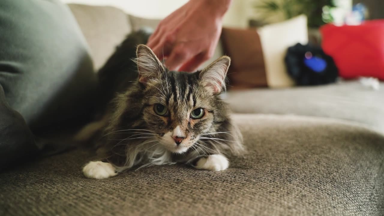 the onar care har cat