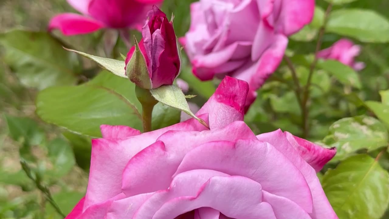 Follow Your Path Into a New 5D Earth