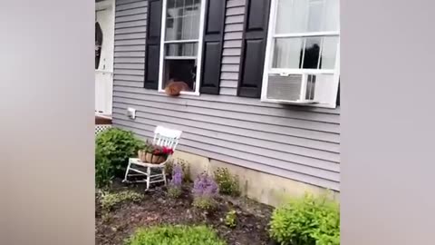 FUNNIEST Pets of 2024! 🤣 TOP Videos of the YEAR