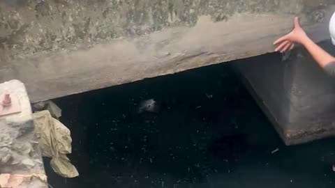 Owner rescues dog from water drain filled with trash!