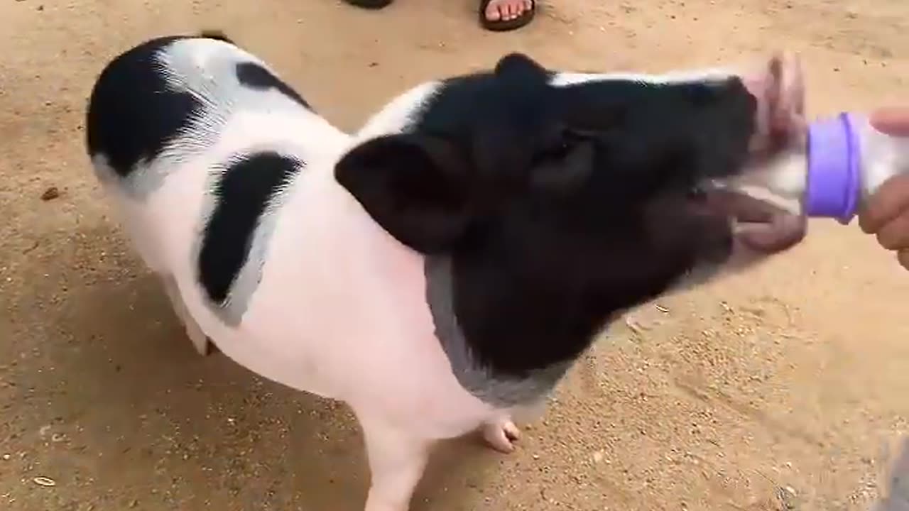 _animals _children _piggy _travel _funny(720P_HD)